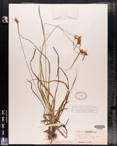 Carex flava