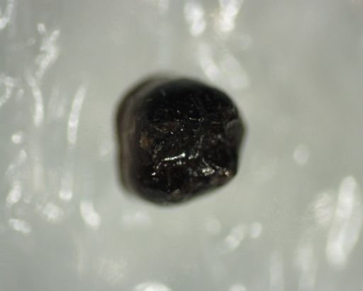 Multituberculata