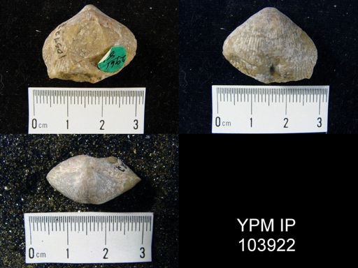 Trematospira sp.