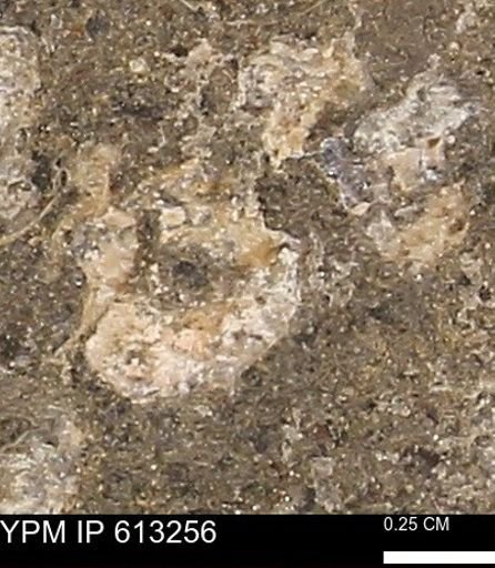 Scaphites sp.