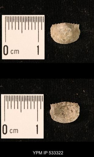 Chonetes sp.
