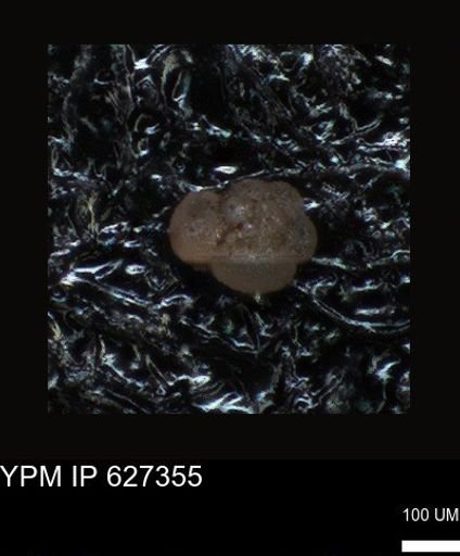 undet. Foraminiferida