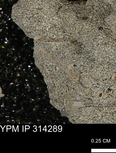 undet. Scaphopoda