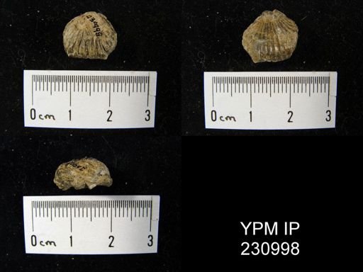 Rhynchopora magnicosta