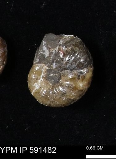 Hoploscaphites