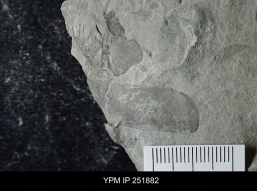 Eurypterus sp.