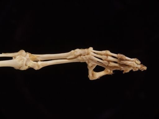 Galago senegalensis