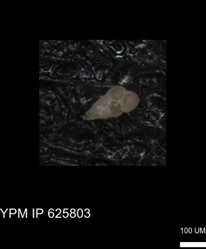 Heterohelicidae