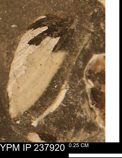 Limopsis striatopunctatus