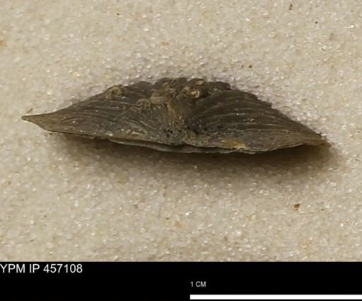 Stropheodonta sp.