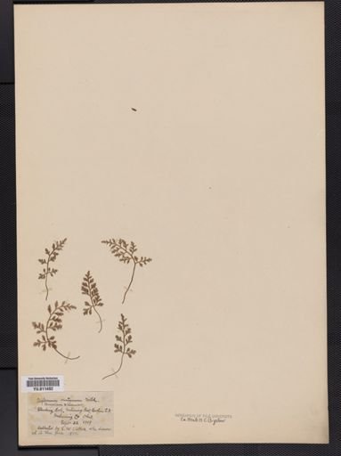Asplenium montanum
