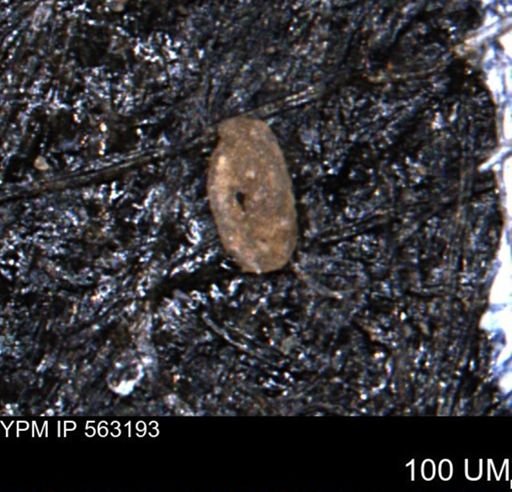 Miliammina manitobensis
