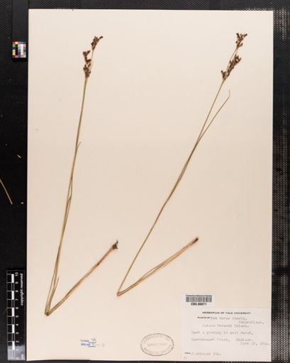Juncus