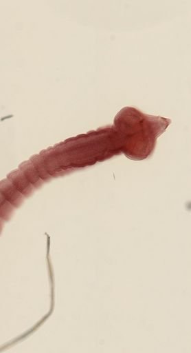 Dipylidium caninum