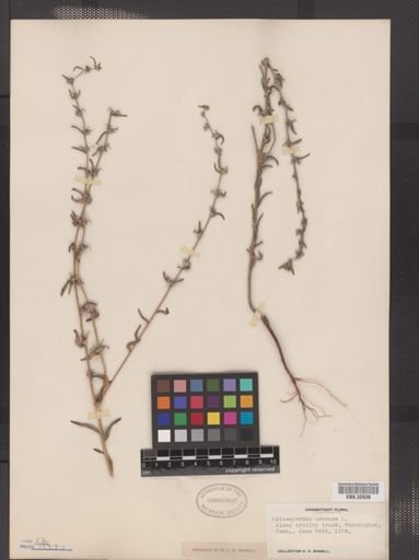 Lithospermum arvense