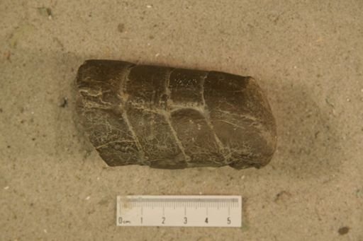 Ephippiorthoceras altocameratum