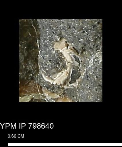 undet. Gastropoda