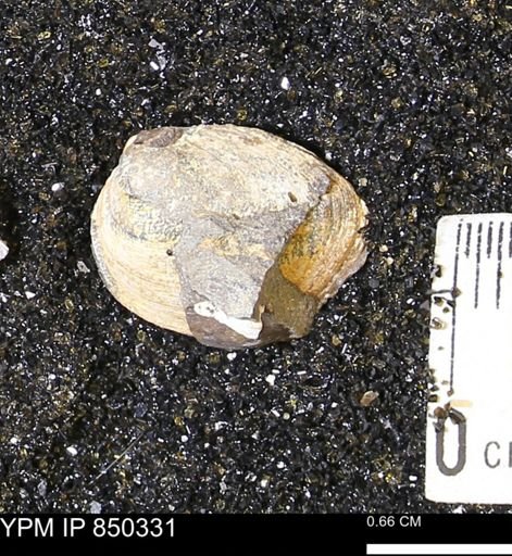 Limopsis striatopunctatus