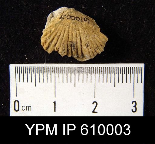 Uncinulus cf. vellicatus
