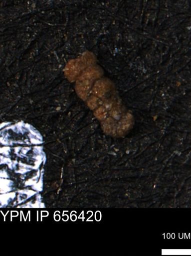 Ammobaculoides whitneyi