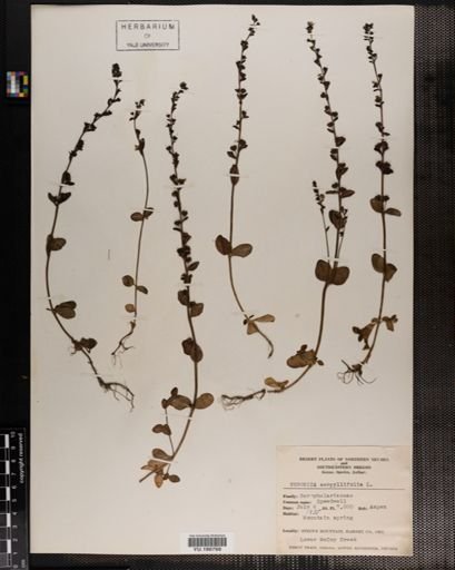 Plantae