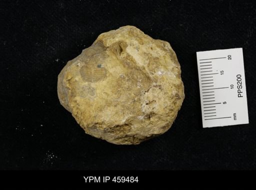 Linoproductus prattenianus