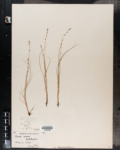 Carex rosea