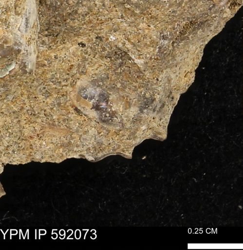 undet. Mollusca