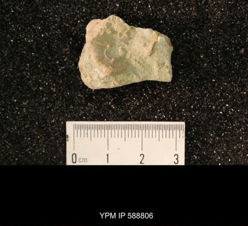 Strophomena sp.