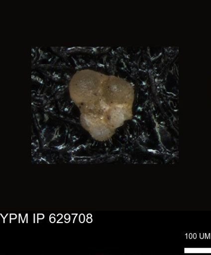 undet. Foraminiferida