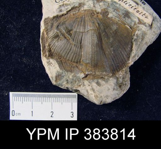 Spirifer duplicicosta