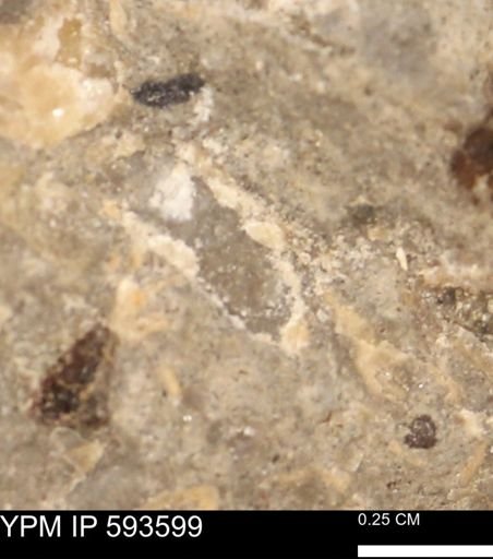 undet. Mollusca
