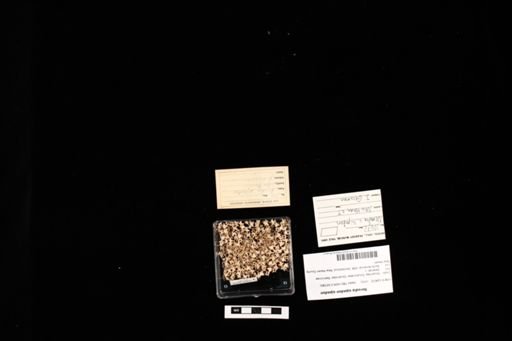 Nerodia sipedon sipedon