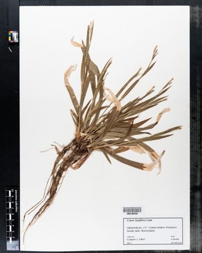 Carex laxiflora