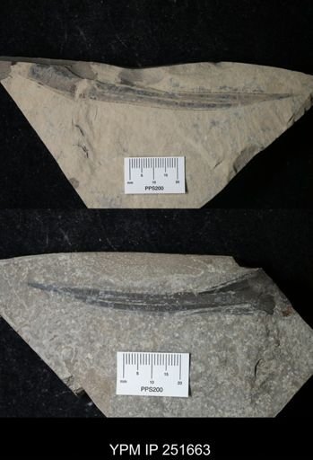 Dolichopterus?