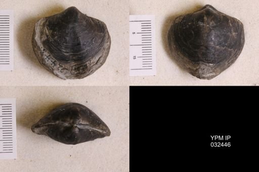 Athyris spiriferoides