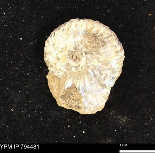 Hoploscaphites