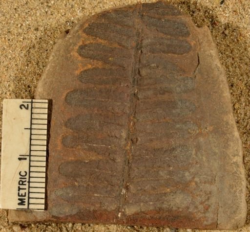Pecopteris