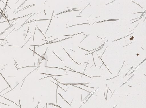 Halichondria