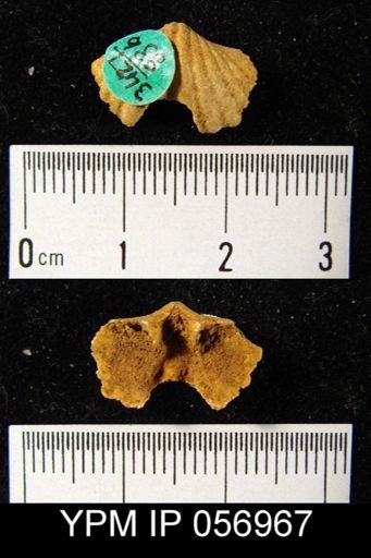 Spirifer cyclopterus