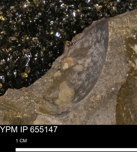 Mollusca