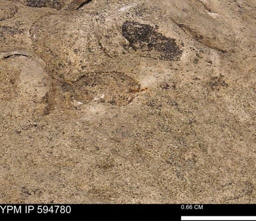 Protocardia sp.