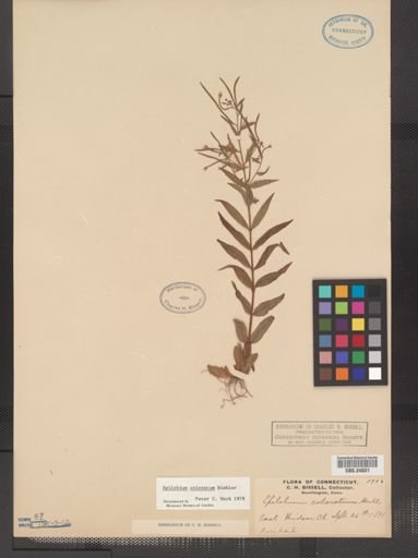 Epilobium coloratum