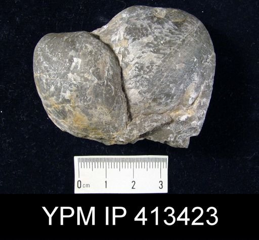 Pentamerus oblongus