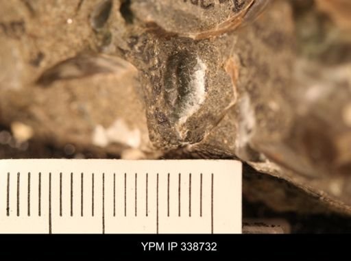 Protocardia subquadrata