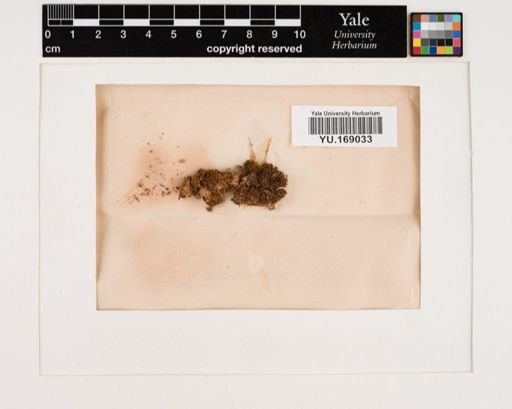 Plantae