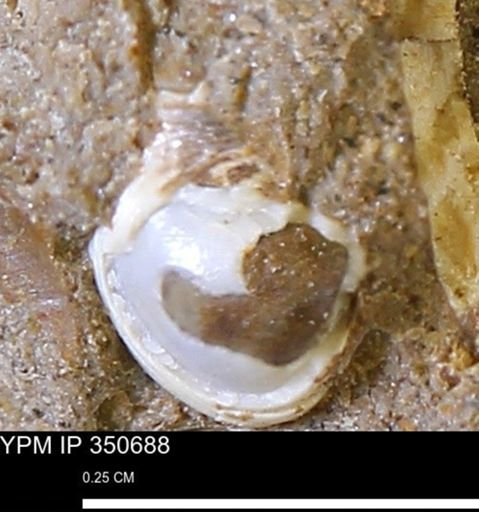 undet. Bivalvia