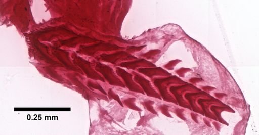 Flabellina gracilis
