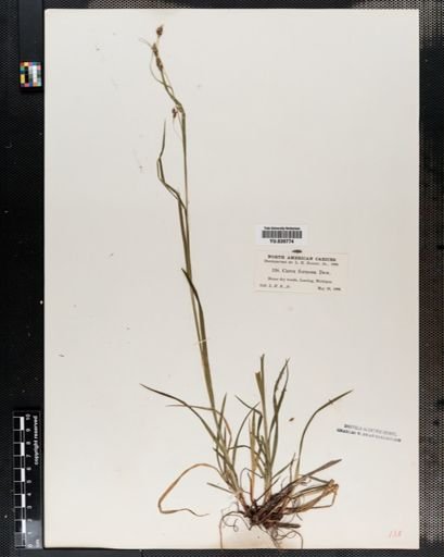 Carex formosa