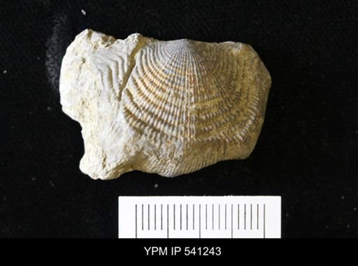Leptaena rhomboidalis